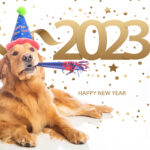 Happy New Year from Bob the dog