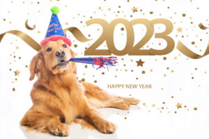 Happy New Year from Bob the dog